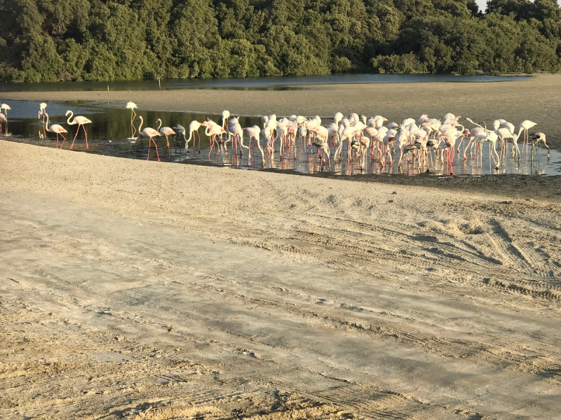 Ras Al Khor Wildlife Sanctuary